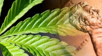 marijuana penny stocks to watch