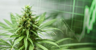 marijuana stocks to watch