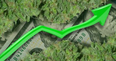 marijuana stocks top penny stocks to watch