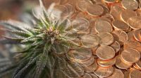 pot penny stocks to watch