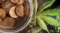 pot penny stocks to buy 2019