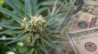 marijuana penny stocks to watch today