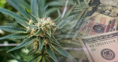 marijuana penny stocks to watch today