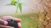 pot penny stocks to watch now