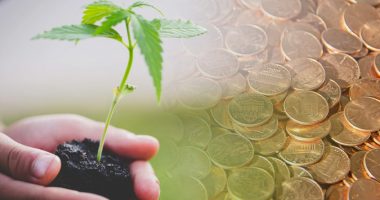 pot penny stocks to watch now