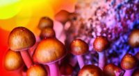 mushroom penny stocks to watch