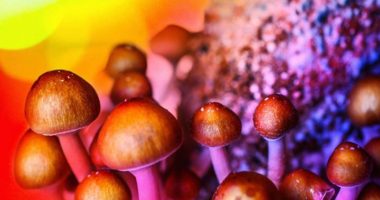 mushroom penny stocks to watch