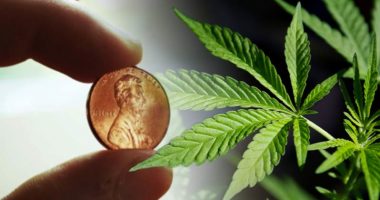 best marijuana penny stocks to buy