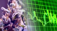 marijuana penny stocks to watch