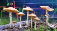 mushroom penny stocks to watch