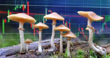 mushroom penny stocks to watch