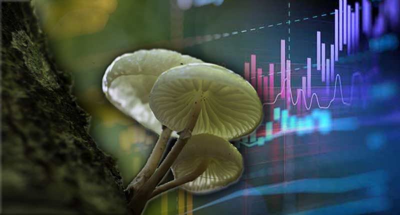 mushroom penny stocks to watch right now