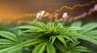 hot penny stocks to watch marijuana stock